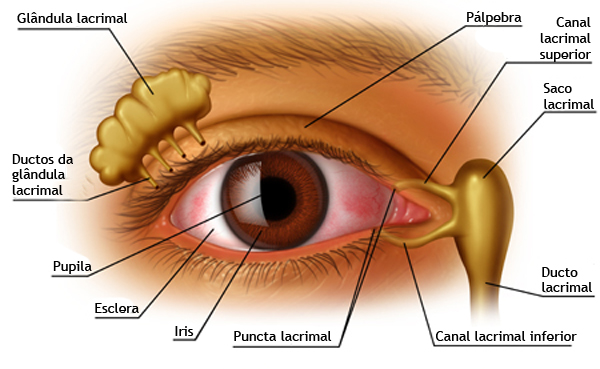 Conheça a estrutura ocular.